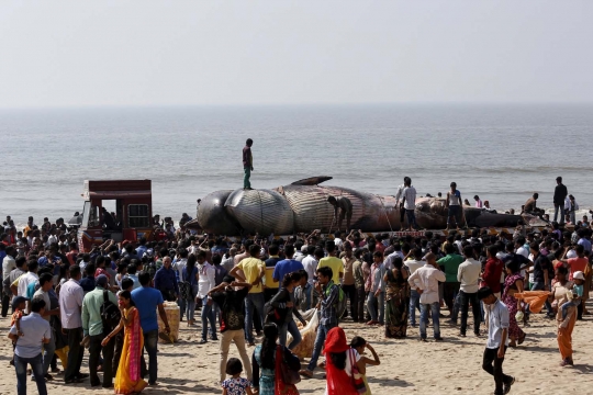 Penemuan bangkai paus raksasa jadi momen selfie warga India