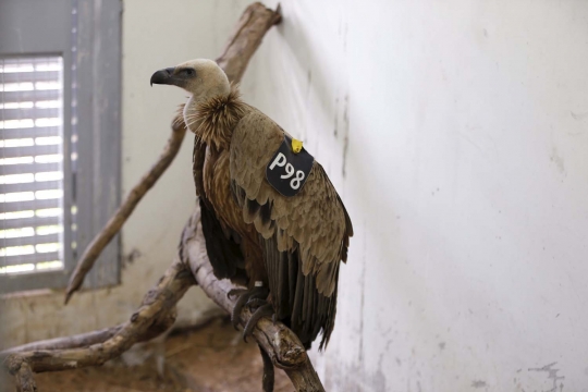 Ini burung bangkai mata-mata Israel yang ditangkap Lebanon
