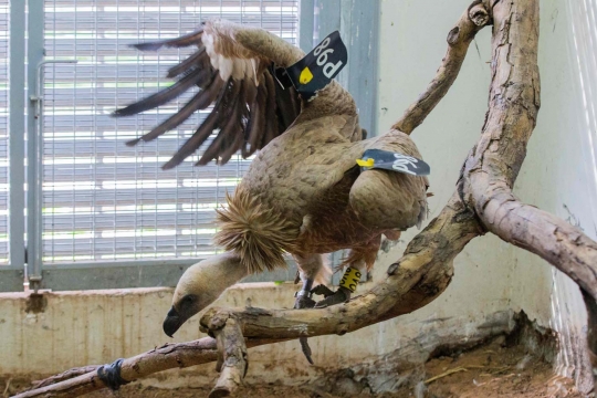 Ini burung bangkai mata-mata Israel yang ditangkap Lebanon