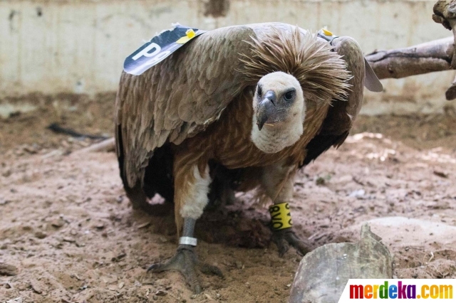 Foto Ini Burung Bangkai Mata Mata Israel Yang Ditangkap Lebanon
