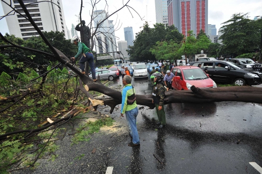 Pohon tumbang di Jalan Sudirman, lalu lintas macet hingga 5 Km