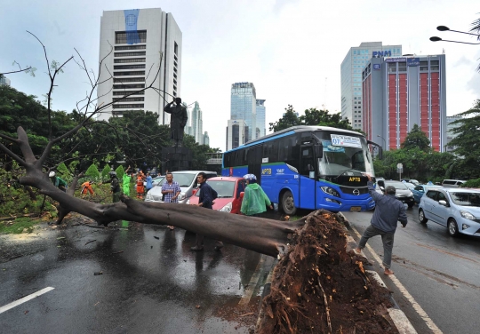 Pohon tumbang di Jalan Sudirman, lalu lintas macet hingga 5 Km