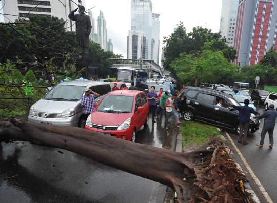 Pohon tumbang di Jalan Sudirman, lalu lintas macet hingga 5 Km