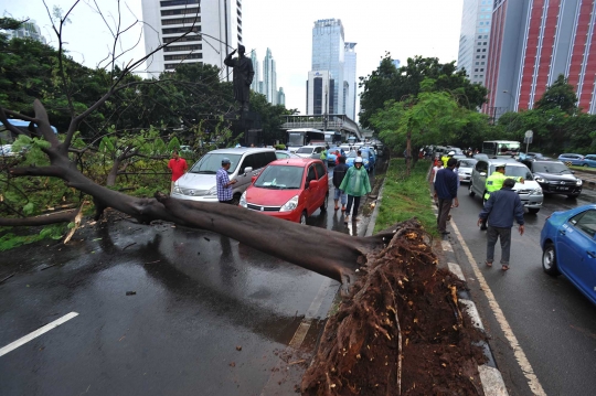 Pohon tumbang di Jalan Sudirman, lalu lintas macet hingga 5 Km