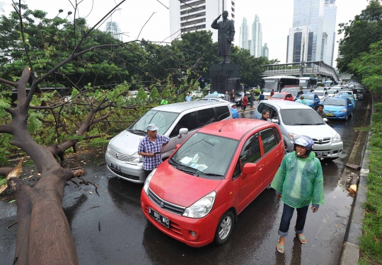 Pohon tumbang di Jalan Sudirman, lalu lintas macet hingga 5 Km