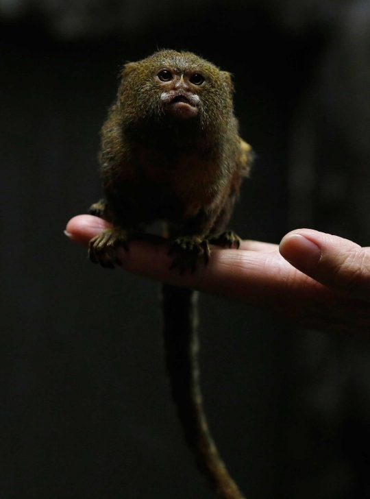 Pygmy Marmoset, primata terkecil di dunia