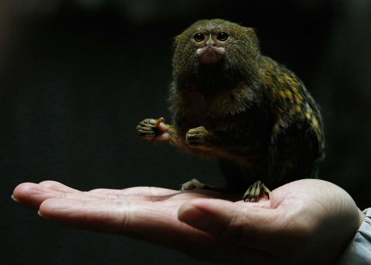 Pygmy Marmoset, primata terkecil di dunia