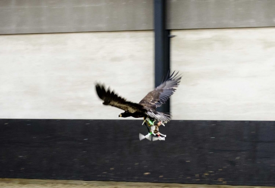 Begini cara polisi Belanda latih elang memangsa drone