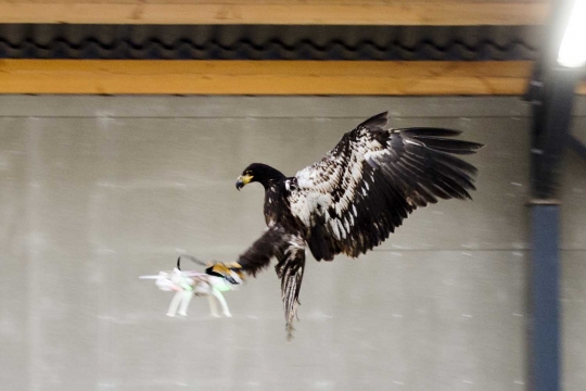 Begini cara polisi Belanda latih elang memangsa drone