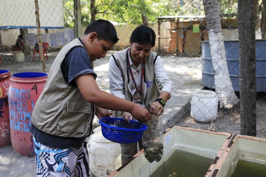 Ikan ini cegah penyebaran Virus Zika