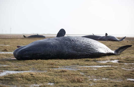 Delapan paus ditemukan mati mengenaskan di pantai Jeman