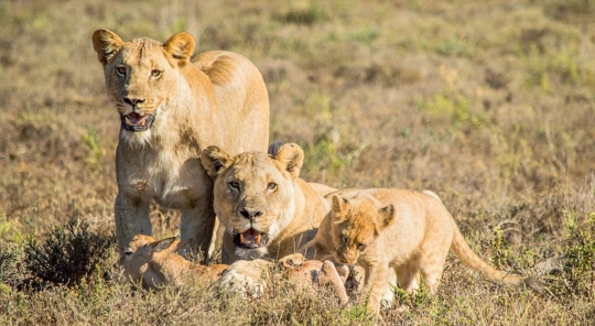 Begini cara singa ajari anaknya berburu mangsa