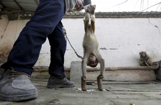 Melihat pusat pelatihan topeng monyet berabad-abad di China