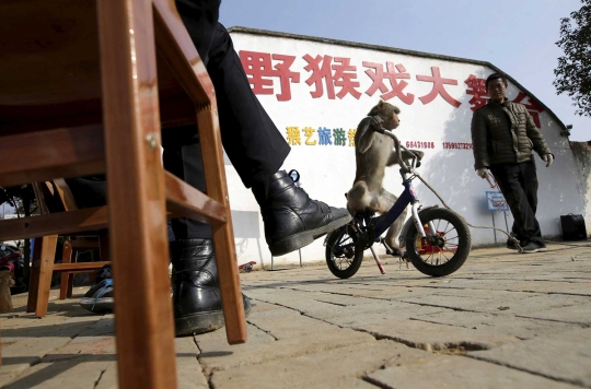 Melihat pusat pelatihan topeng monyet berabad-abad di China