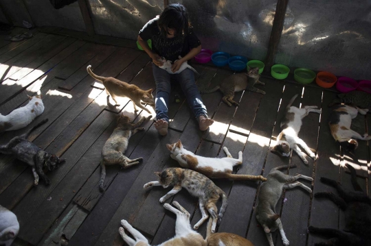 Kepulasan kucing-kucing kampung tertidur usai diperhatikan nasibnya