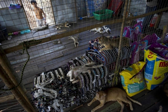 Kepulasan kucing-kucing kampung tertidur usai diperhatikan nasibnya