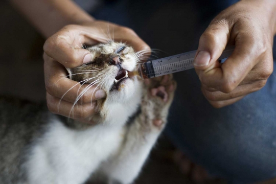 Kepulasan kucing-kucing kampung tertidur usai diperhatikan nasibnya