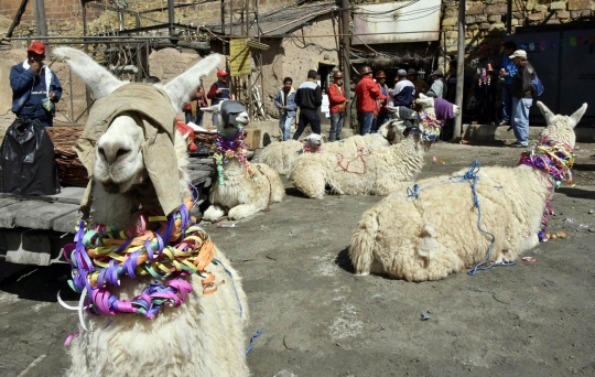 Ritual unik penambang Bolivia sembahkan hati llama untuk 'Ibu Bumi'