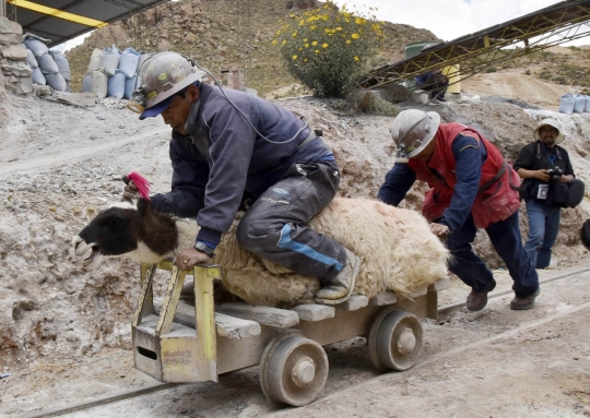 Ritual unik penambang Bolivia sembahkan hati llama untuk 'Ibu Bumi'
