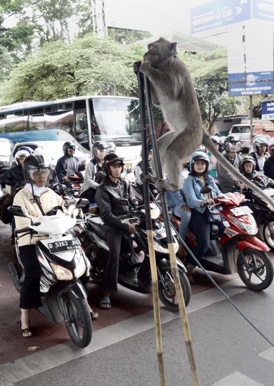 Aksi monyet bermain egrang hibur warga Bandung