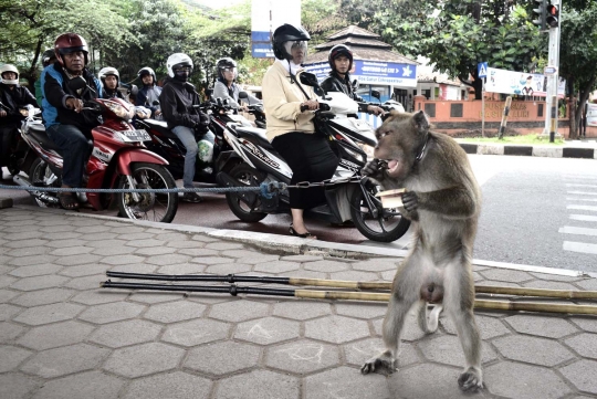 Aksi monyet bermain egrang hibur warga Bandung