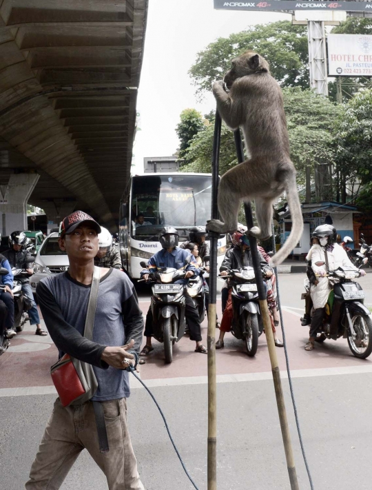 Aksi monyet bermain egrang hibur warga Bandung