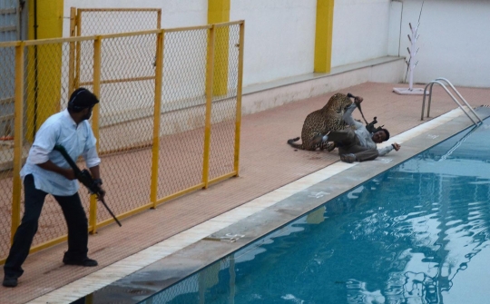 Momen mengerikan macan tutul terkam pria di India