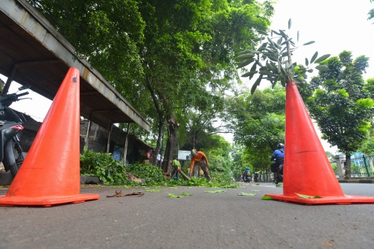 Rawan tumbang, dahan pepohonan tua di Senayan ditebang