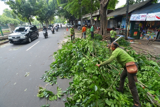 Rawan tumbang, dahan pepohonan tua di Senayan ditebang