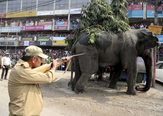 Ini gajah liar yang ngamuk dan injak puluhan kendaraan di India