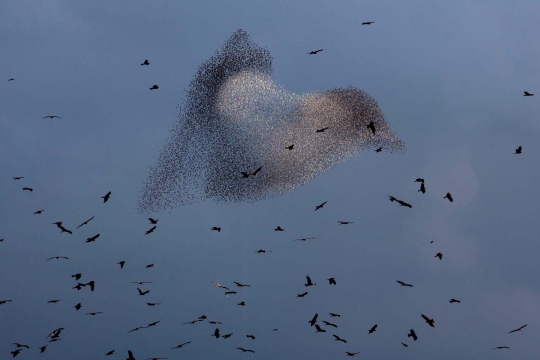 Keindahan ribuan burung jalak menari di langit Gurun Negev