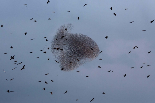 Keindahan ribuan burung jalak menari di langit Gurun Negev