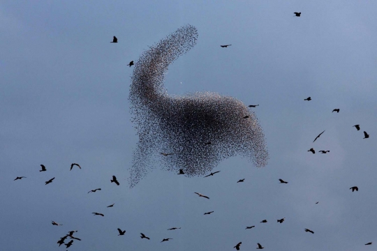 Keindahan ribuan burung jalak menari di langit Gurun Negev