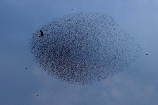 Keindahan ribuan burung jalak menari di langit Gurun Negev