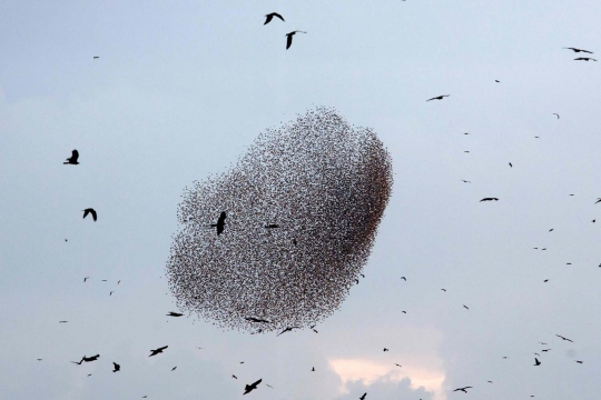 Keindahan ribuan burung jalak menari di langit Gurun Negev