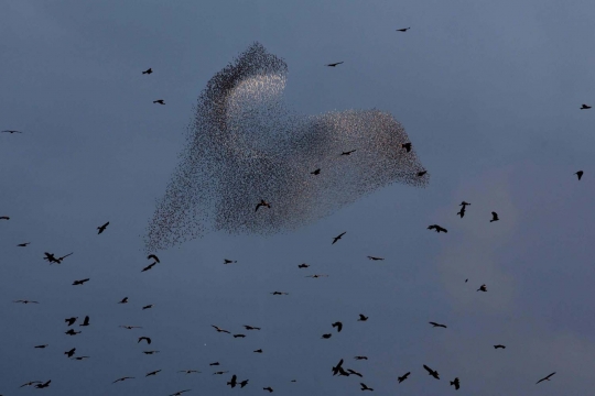 Keindahan ribuan burung jalak menari di langit Gurun Negev