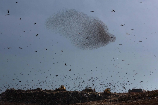 Keindahan ribuan burung jalak menari di langit Gurun Negev