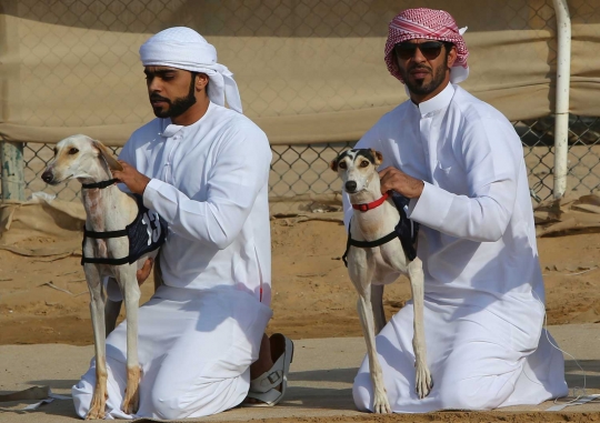 Balap anjing Saluki, trend hobi baru para pemuda Arab