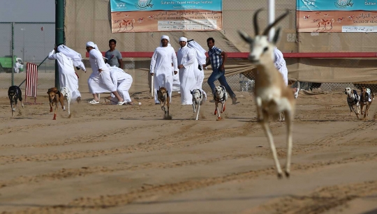 Balap anjing Saluki, trend hobi baru para pemuda Arab