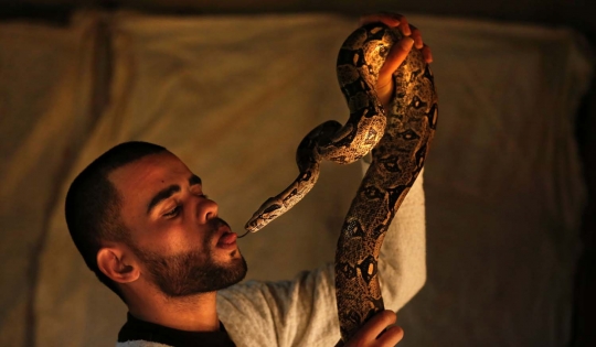 Aksi pria Palestina bersama ular-ular yang mengerikan