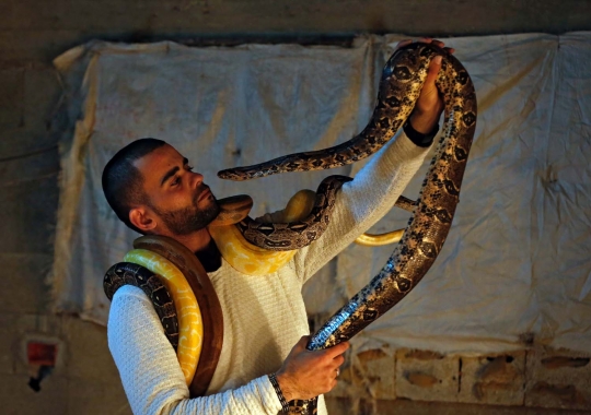 Aksi pria Palestina bersama ular-ular yang mengerikan