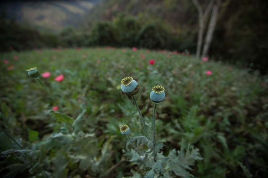 Mengunjungi ladang opium andalan kartel Meksiko