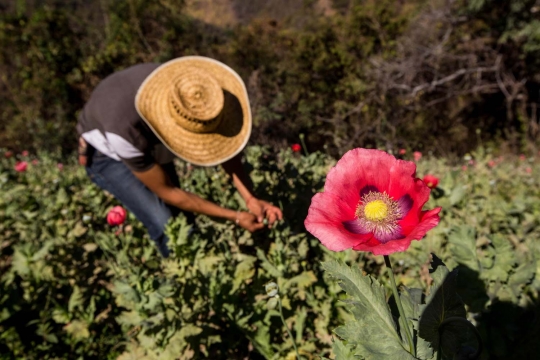 Mengunjungi ladang opium andalan kartel Meksiko