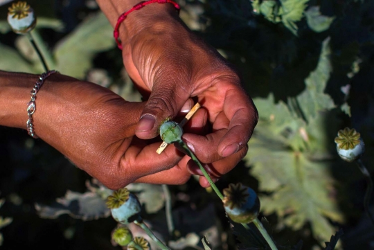 Mengunjungi ladang opium andalan kartel Meksiko