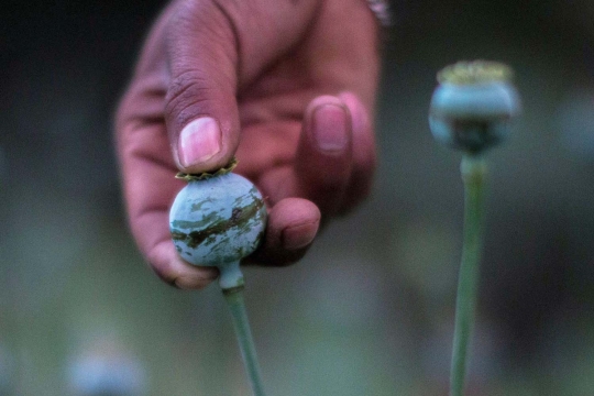 Mengunjungi ladang opium andalan kartel Meksiko