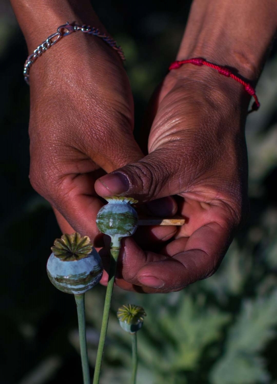 Mengunjungi ladang opium andalan kartel Meksiko