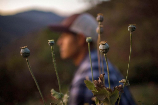 Mengunjungi ladang opium andalan kartel Meksiko