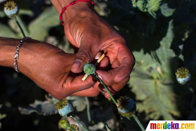 Foto Mengunjungi Ladang Opium Andalan Kartel Meksiko Merdeka Com