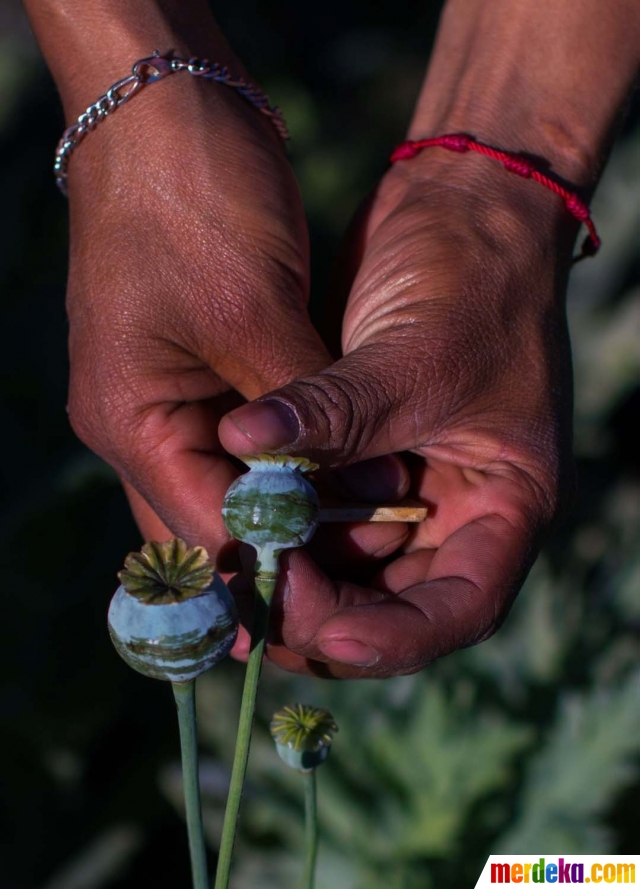 Foto Mengunjungi Ladang Opium Andalan Kartel Meksiko Merdeka Com