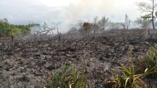 Ini lahan di Dumai yang ludes terbakar gara-gara puntung rokok